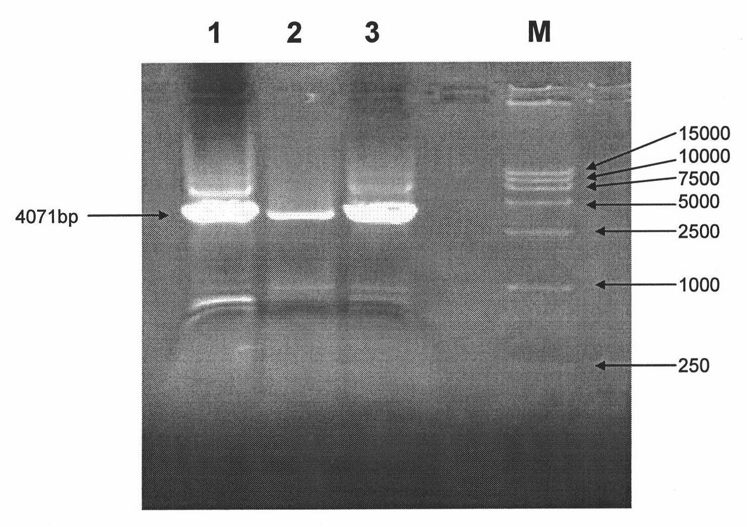 Recombination HEK 293 cell highly expressed by KDR and application thereof