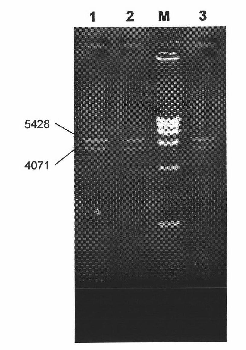 Recombination HEK 293 cell highly expressed by KDR and application thereof