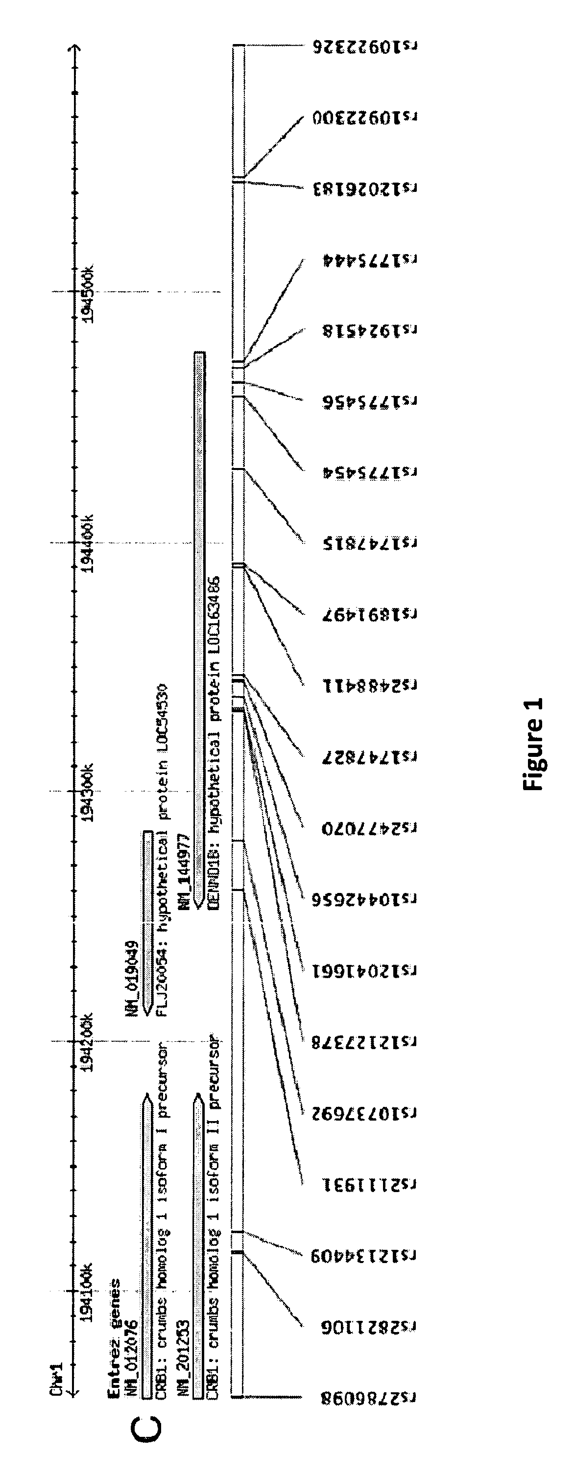 Asthma susceptibility loci located at chromosome 1q31 for use in diagnostic and therapeutic methods