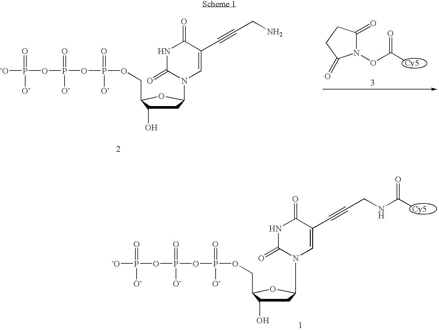 Fluorescently labeled nucleoside triphosphates and analogs thereof for sequencing nucleic acids