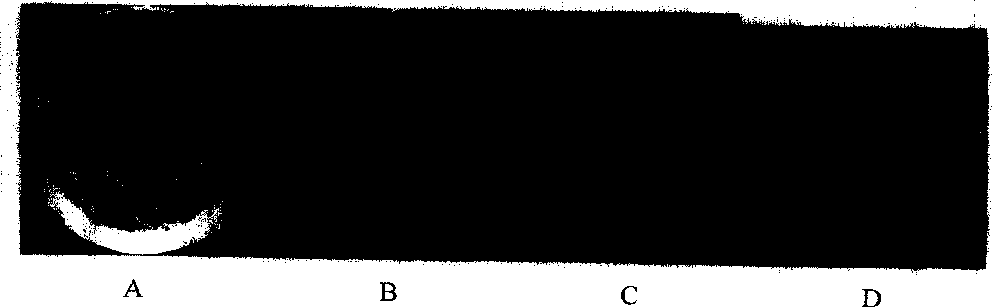 Agrobacterium mediated process of obtaining transgenic Testuca arundinacea