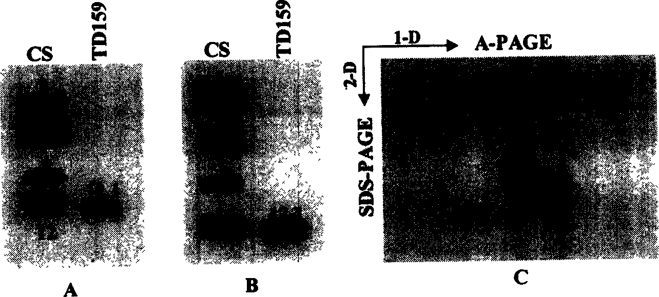 Aegilops tauschii high molecular weight glutelin 1Dy12.1t gene and its uses