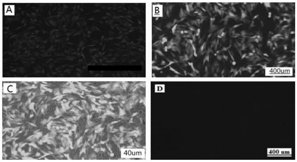 Lamb testicular sertoli cell immortalized cell line and its establishment method and application