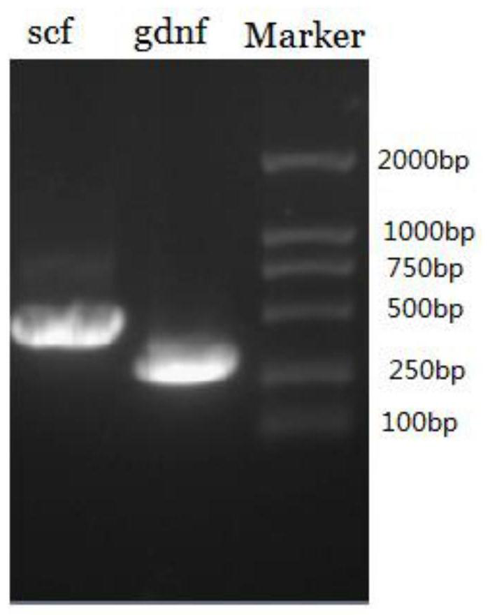 Lamb testicular sertoli cell immortalized cell line and its establishment method and application