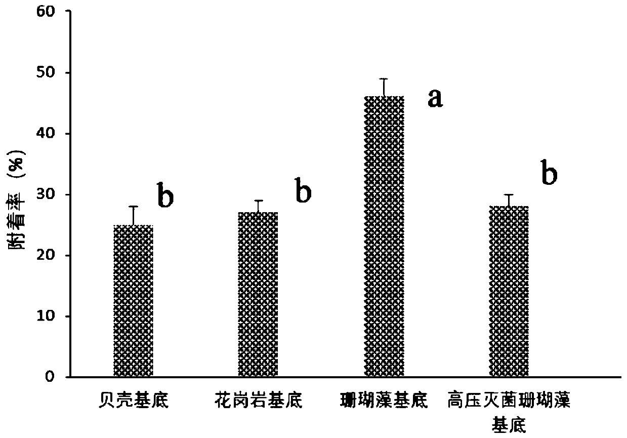 Method for inducing coralline planula larvae to improve adhesion capability