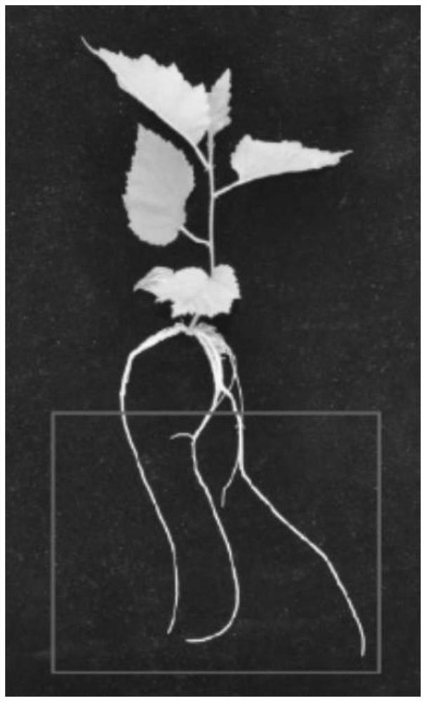 Efficient betula platyphylla root transgenic method
