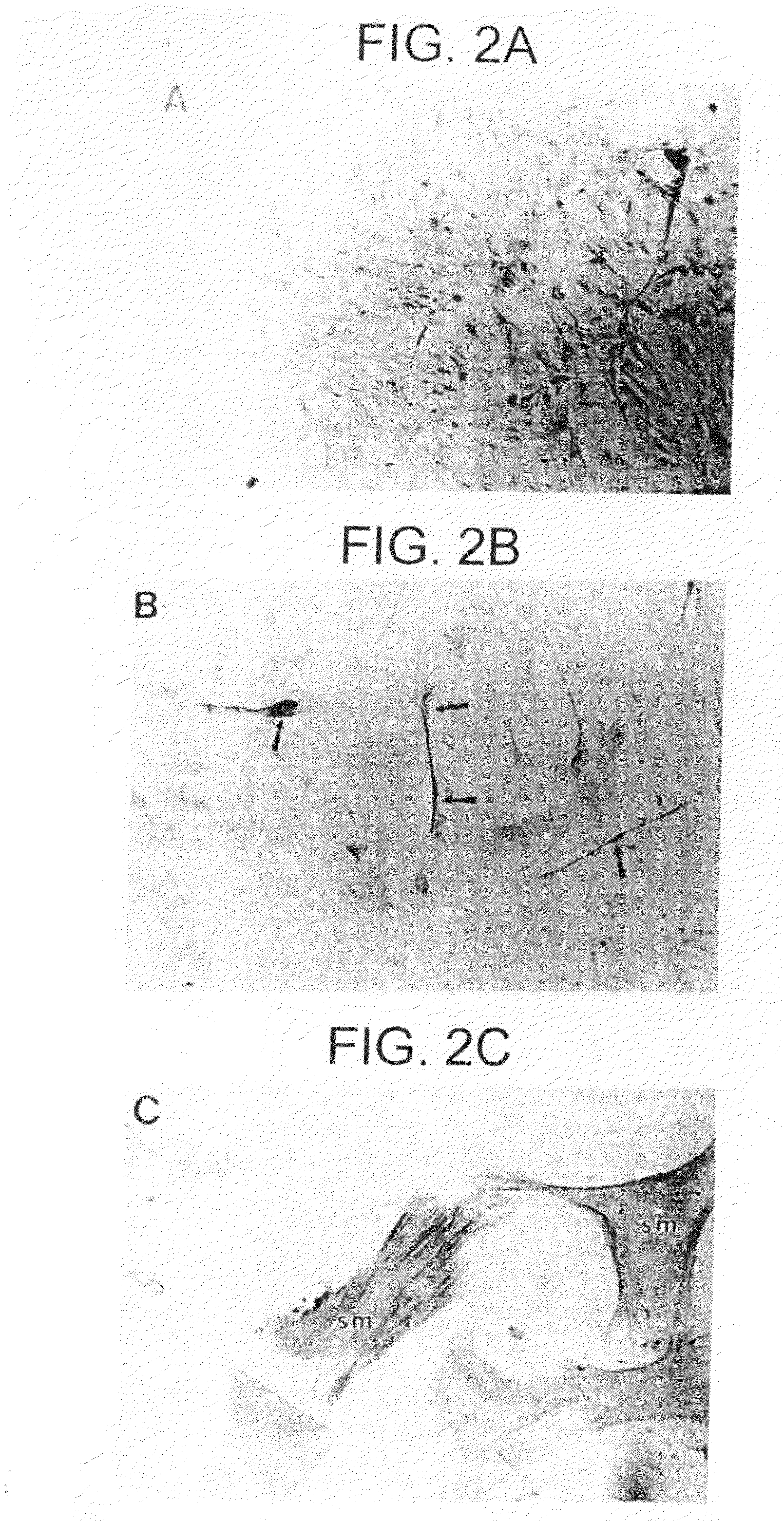 Pluripotent embryonic-like stem cells, compositions, methods and uses thereof