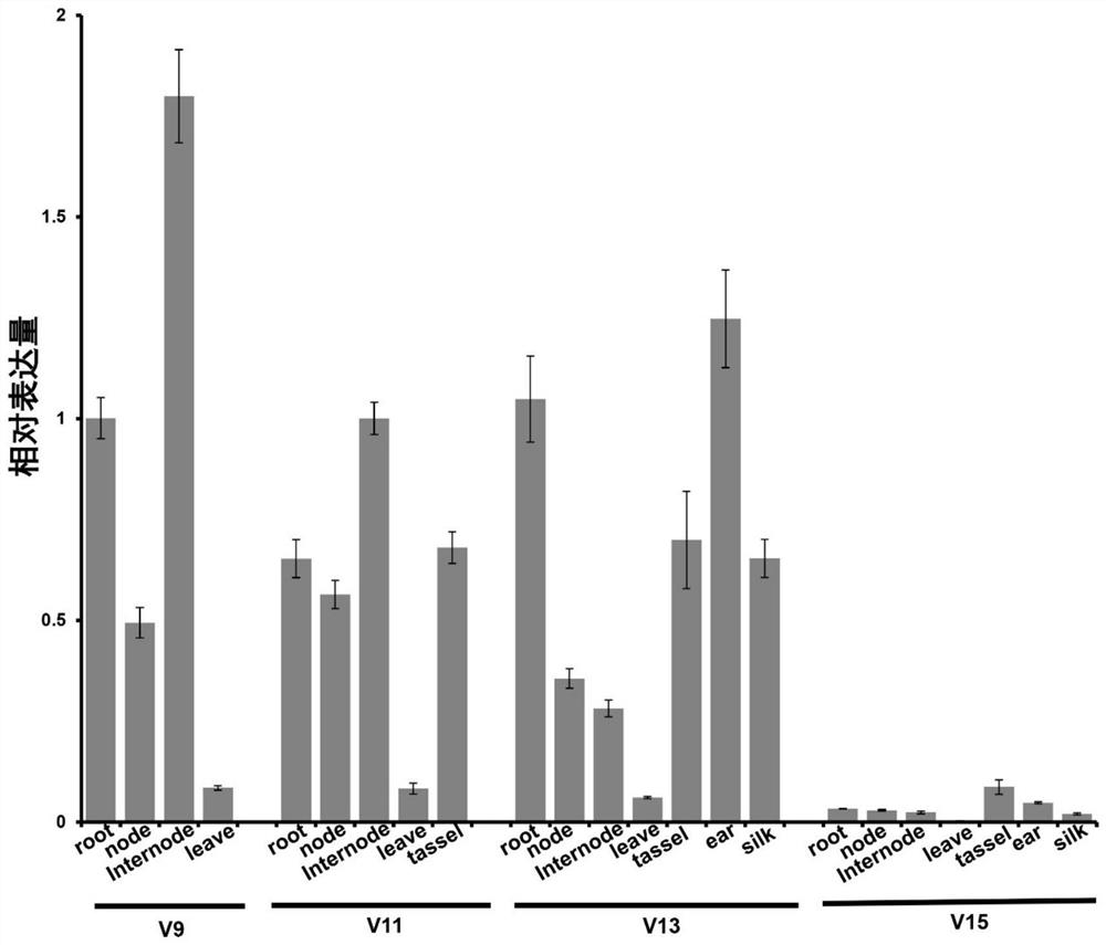 Application of zmrph1 gene in regulation of plant height and lodging resistance