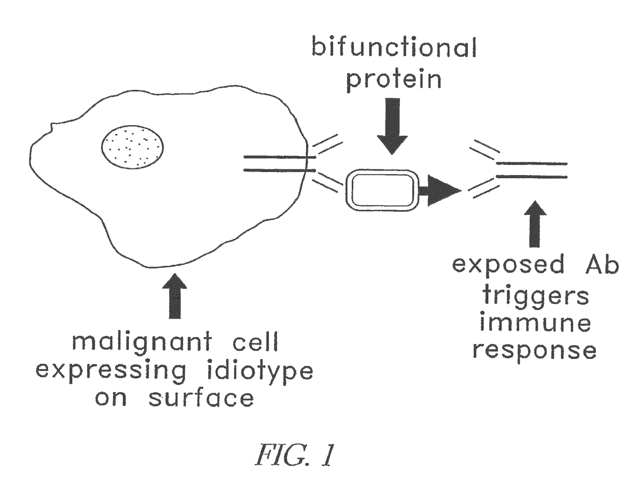 Modular targeted therapeutic agents and methods of making same