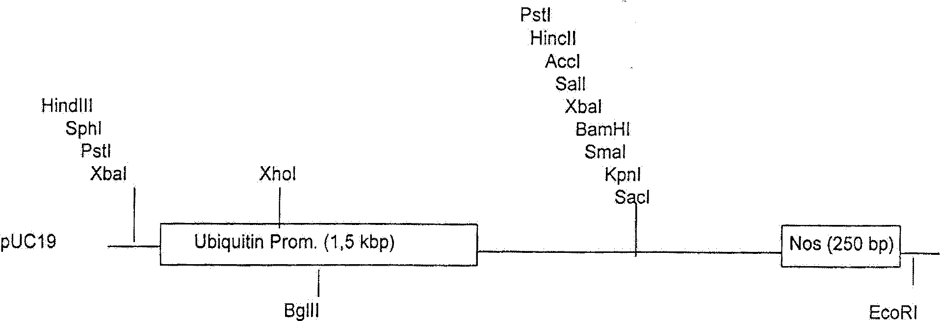 Plant transformation vector, and construction method and application thereof