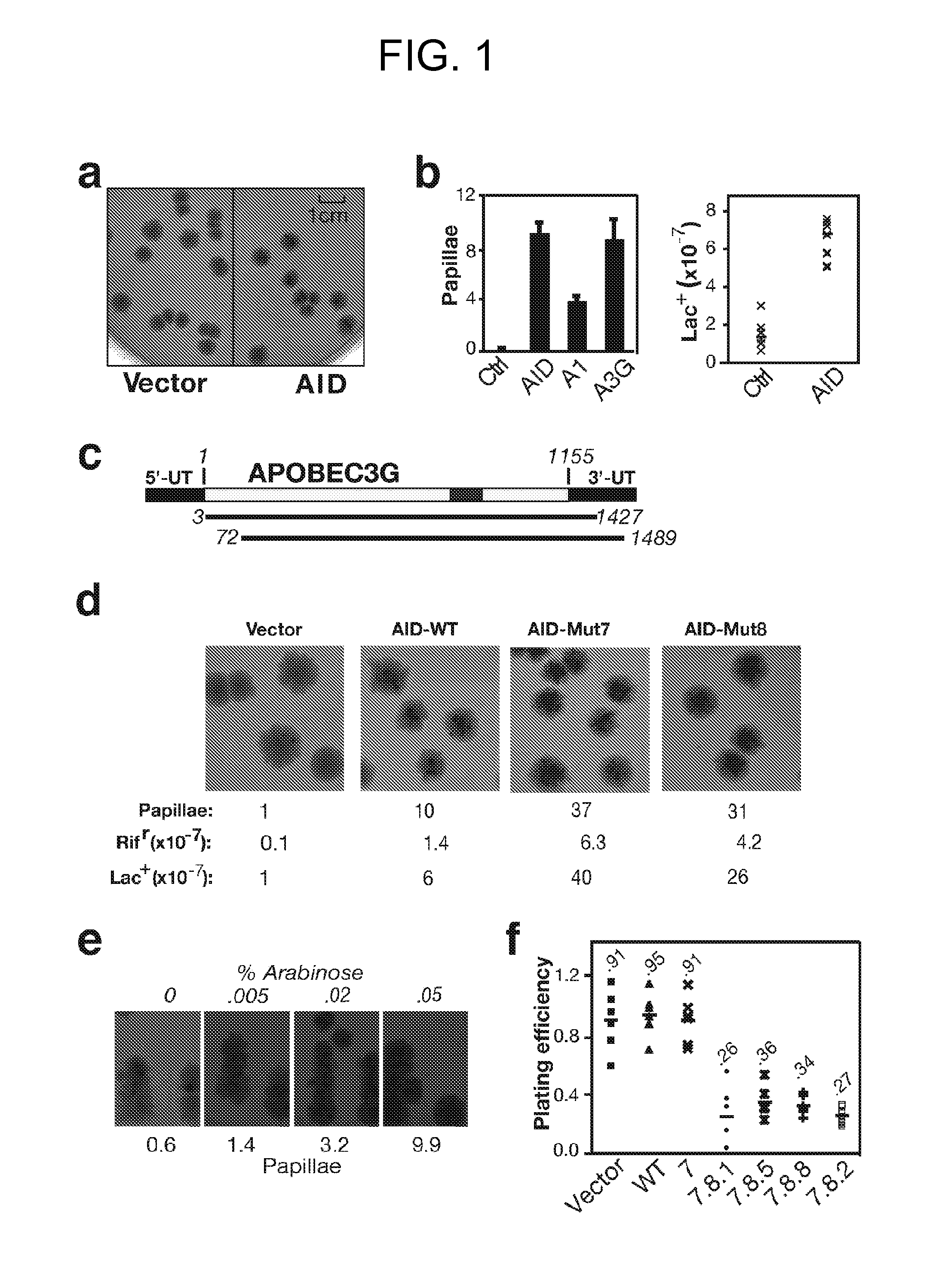 Mutants of activation-induced cytidine deaminase (AID) and methods of use