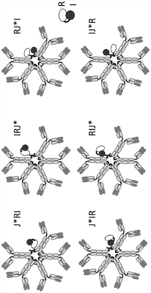 Immunostimulatory multimer binding molecules