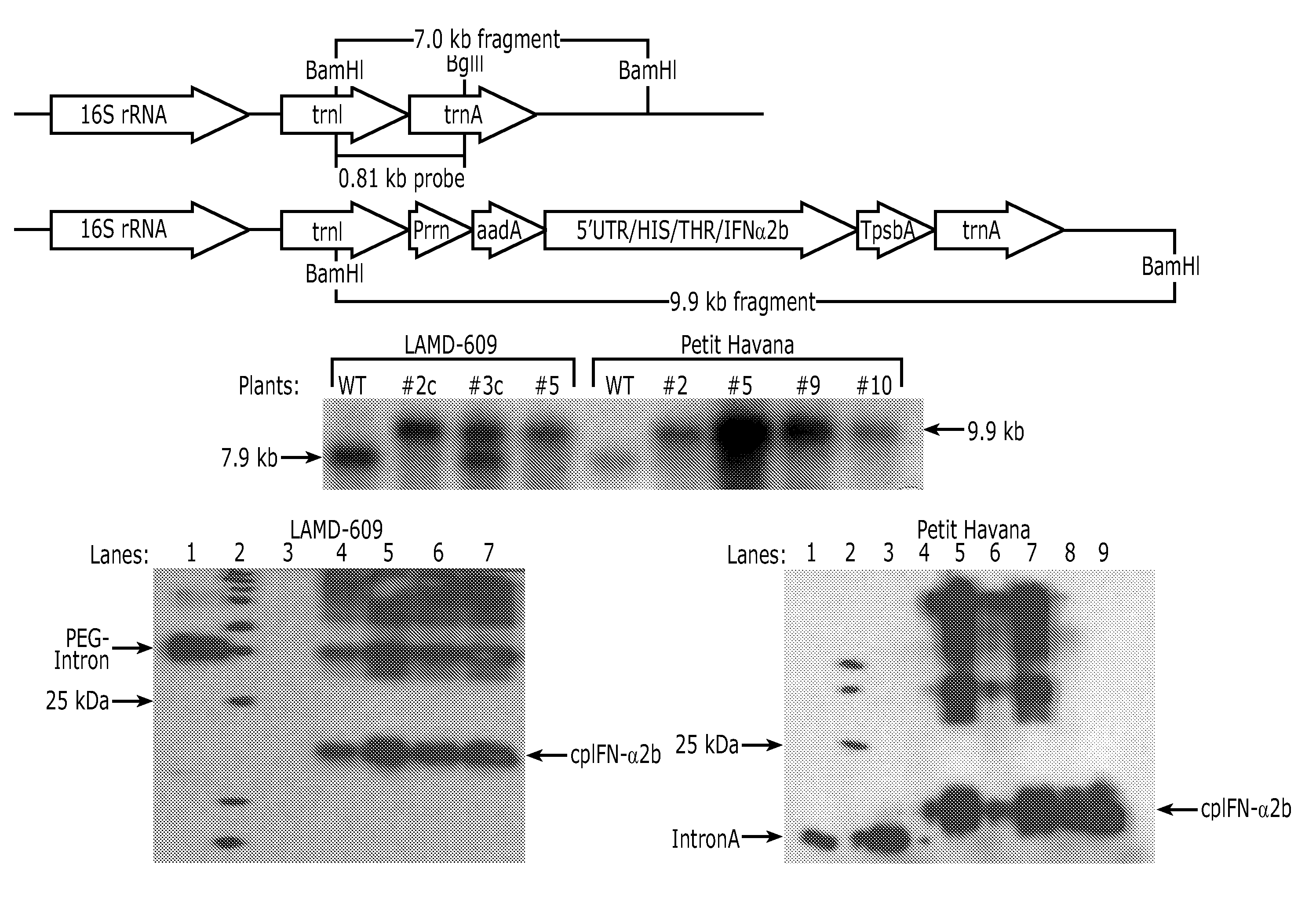 Interferon Produced In Plastids