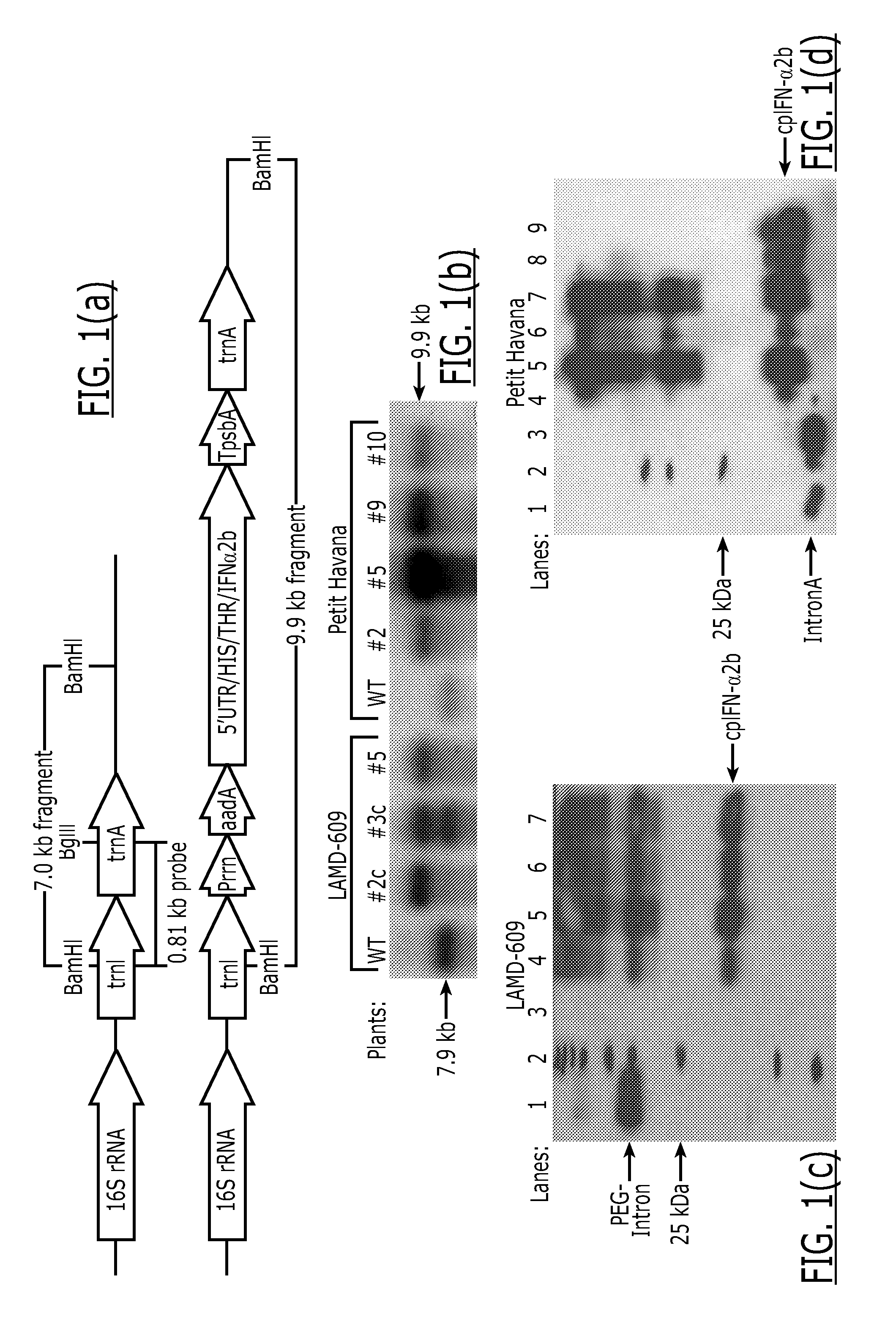 Interferon Produced In Plastids