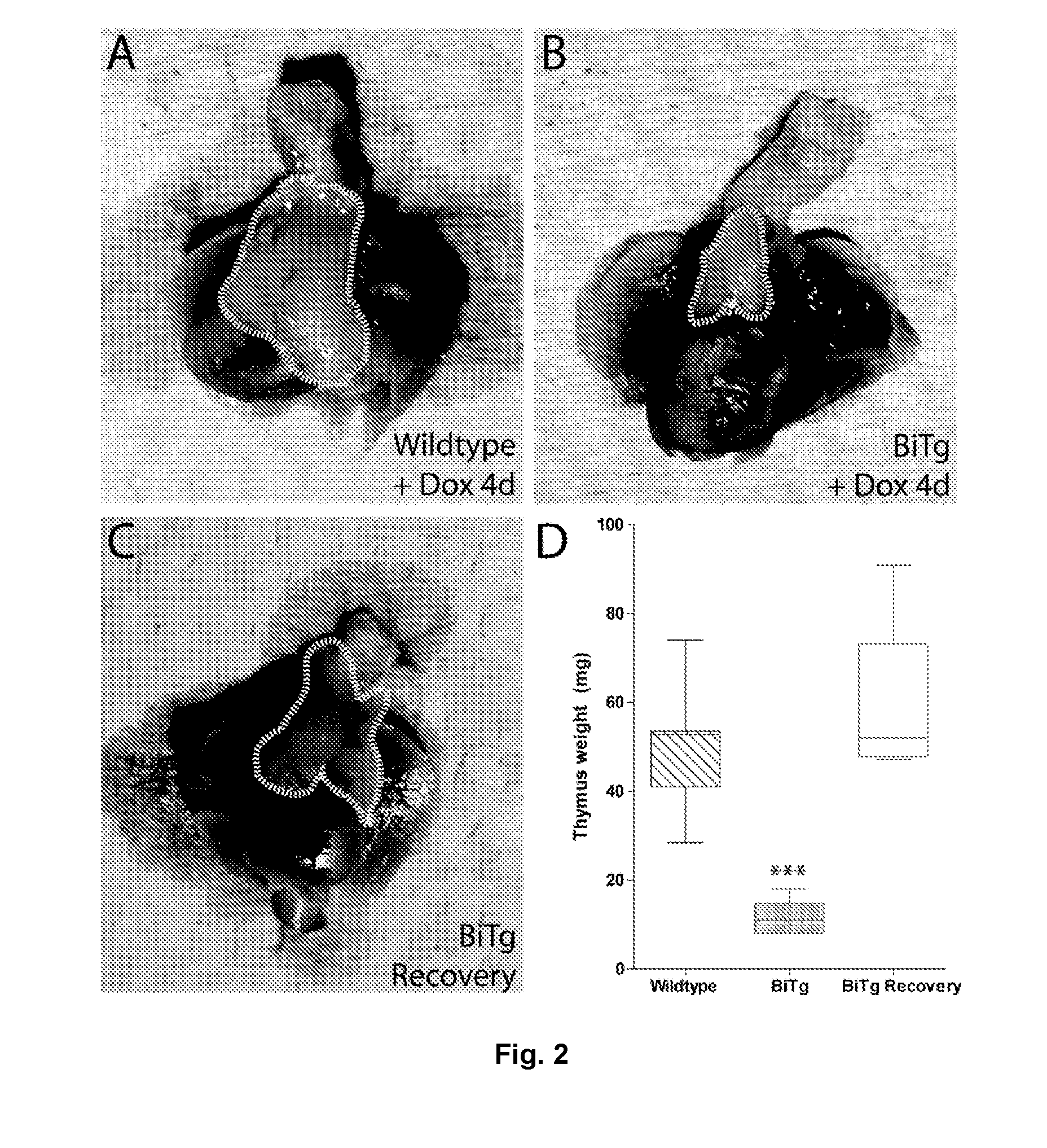 Therapeutic agents for modulating thymic function and/or growth and/or treating various disorders