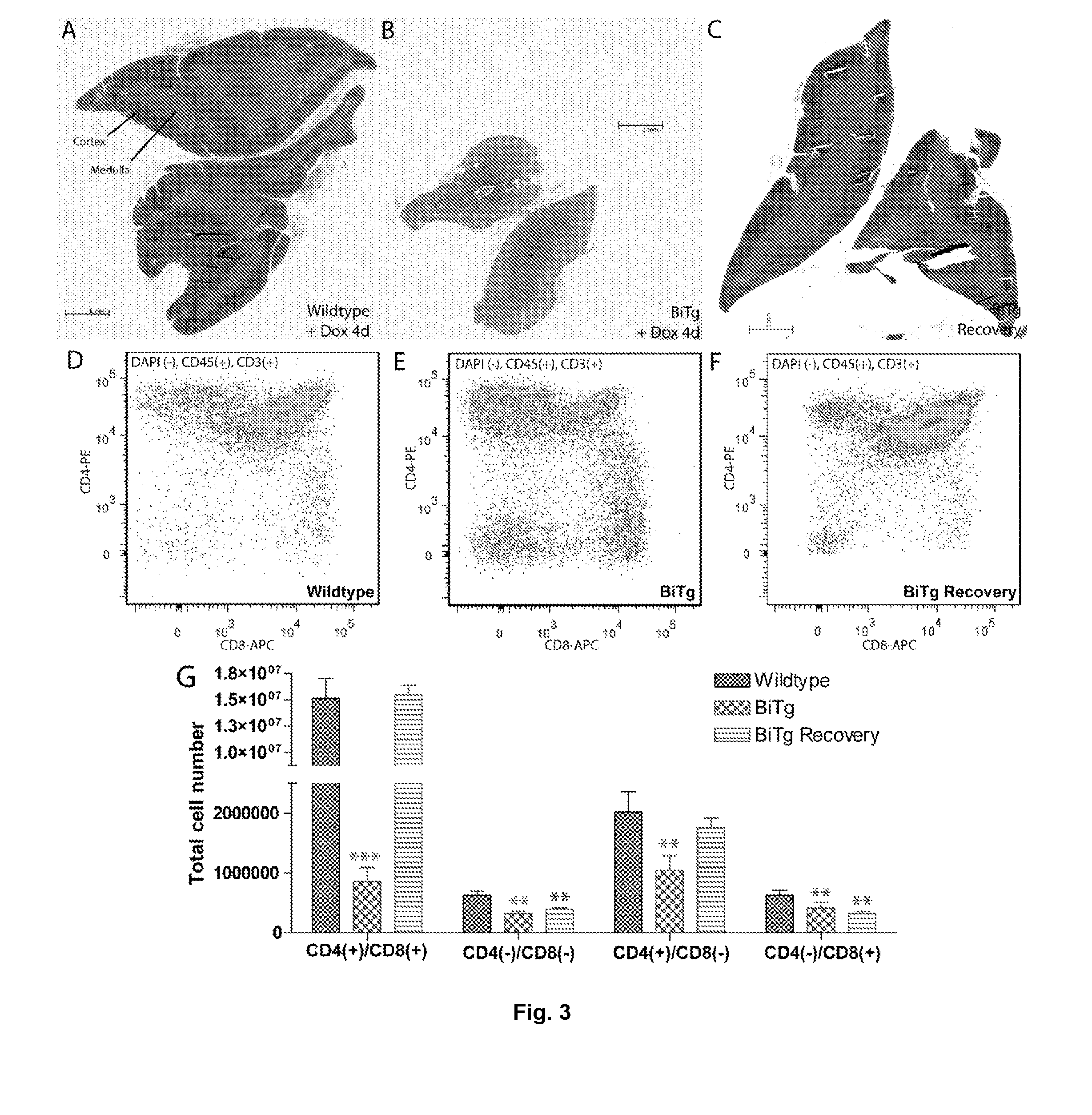 Therapeutic agents for modulating thymic function and/or growth and/or treating various disorders