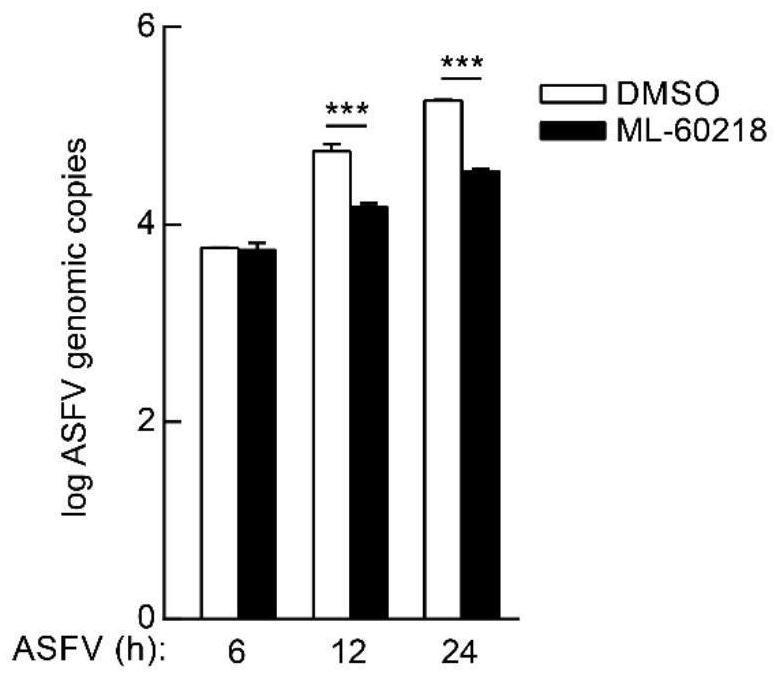 The new application of ml-60218 in the preparation of medicines for treating African swine fever