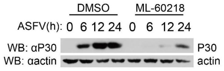 The new application of ml-60218 in the preparation of medicines for treating African swine fever