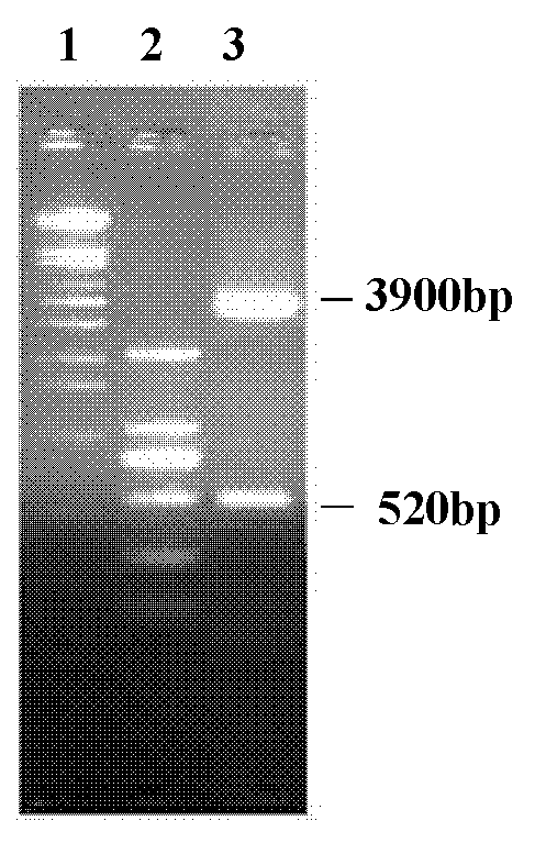 Flp-In-293 cell line for expressing bovine gamma interferon and establishment method thereof