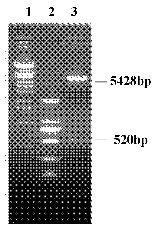 Flp-In-293 cell line for expressing bovine gamma interferon and establishment method thereof
