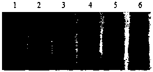 A rapid aggregation breeding method for multi-objective traits of high-quality broilers