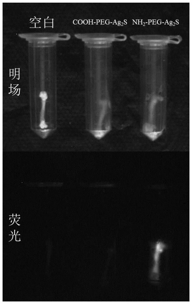 A bone-targeted drug delivery system based on near-infrared region II quantum dots and its preparation method and application