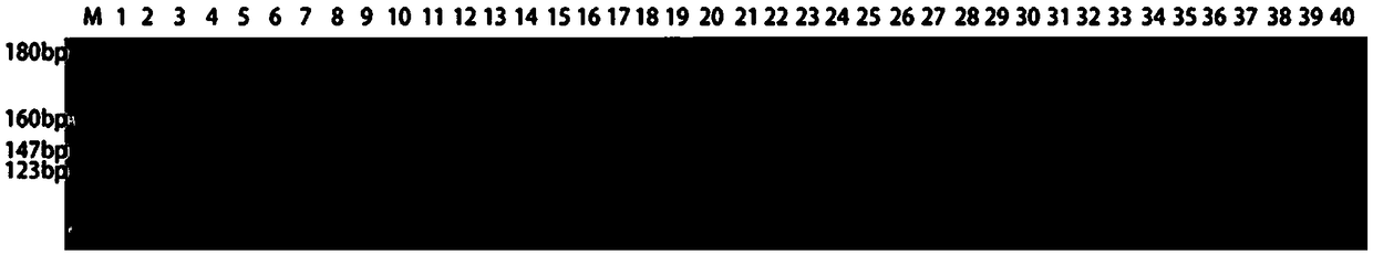 Charybdis feriatus whole-genome microsatellite marker, screening method and application