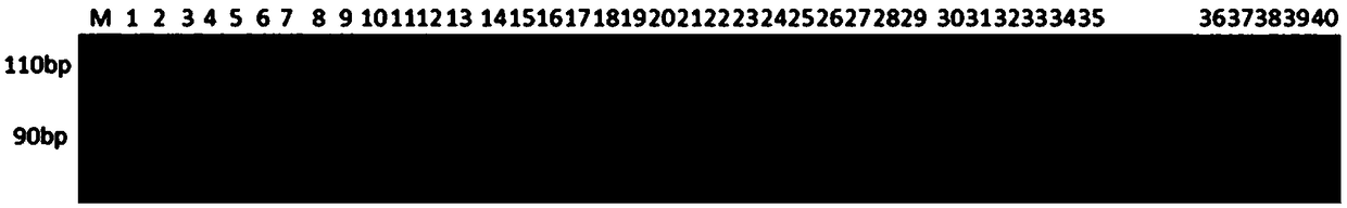 Charybdis feriatus whole-genome microsatellite marker, screening method and application