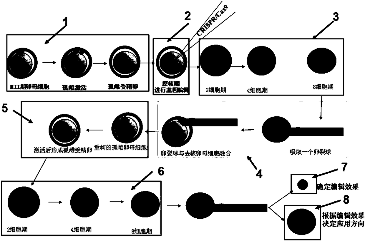 Editing method aiming to female genes