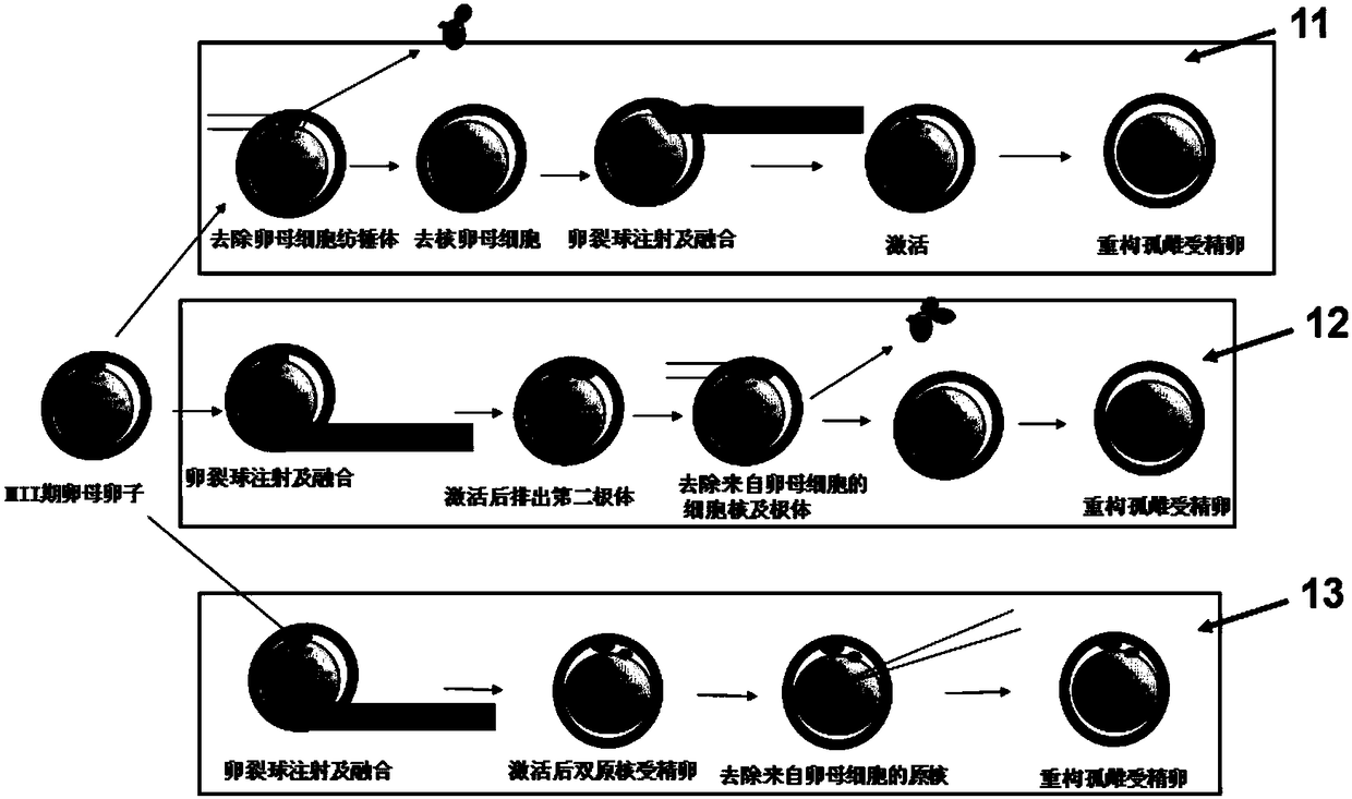 Editing method aiming to female genes