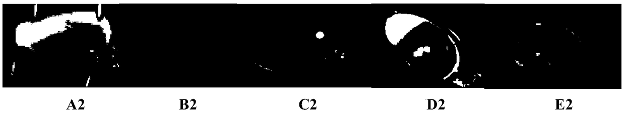 Eye drops containing canine mesenchymal stem cell factor and preparation method thereof