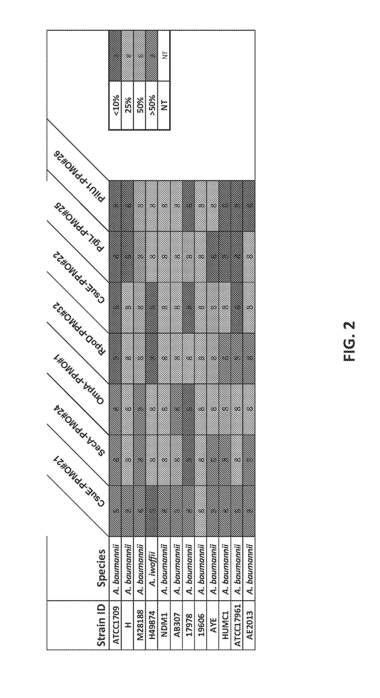 Antisense antibacterial compounds and methods