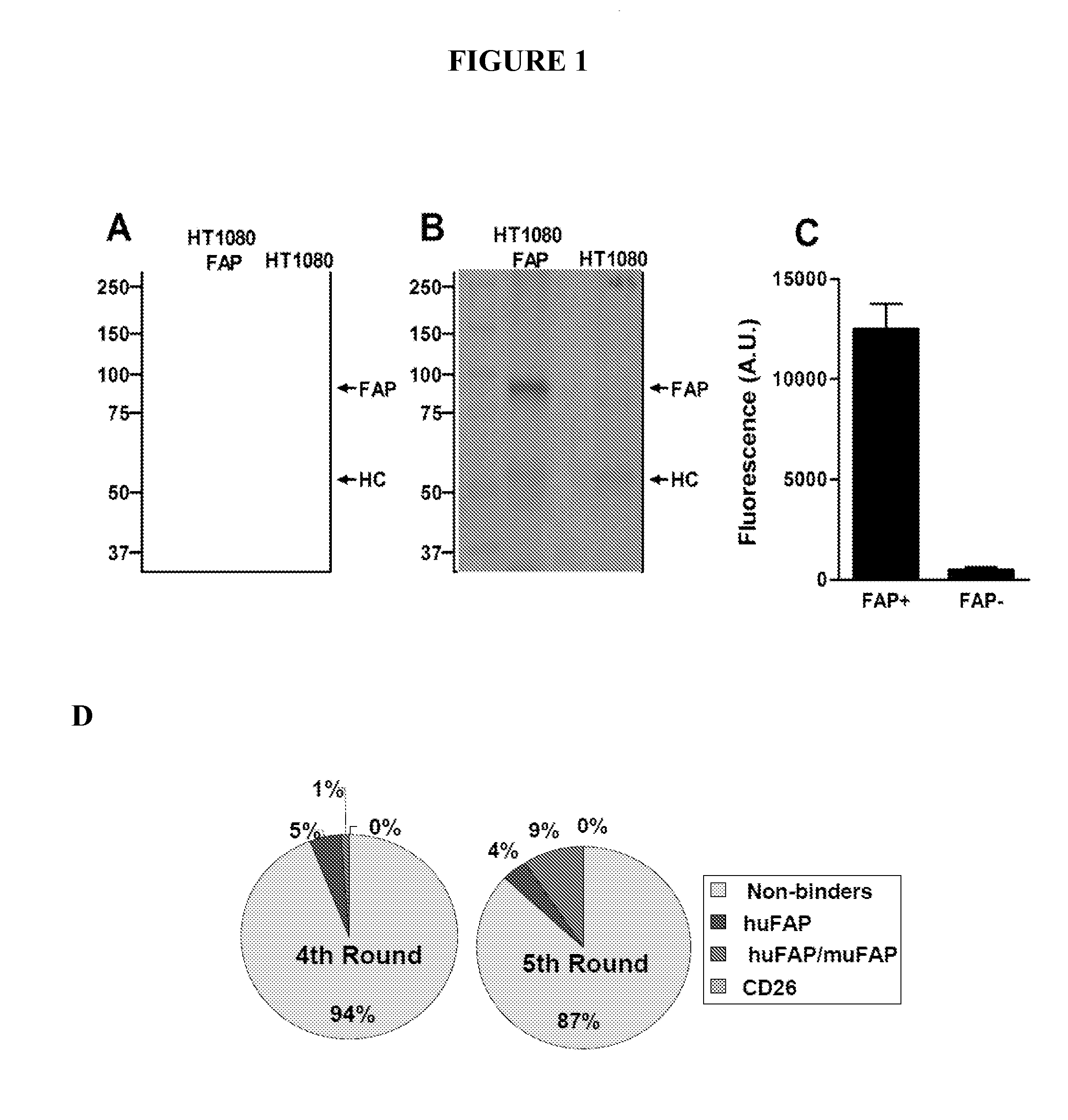 Anti-fibroblast activation protein antibodies and methods and uses thereof