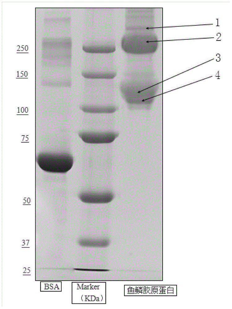 Method for extracting medical material-based collagen from fish scales