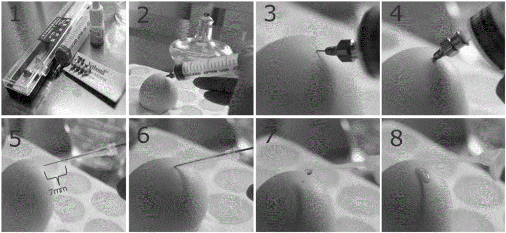 Method for injecting bile acid into embryo eggs for improving growth of hatched chicks