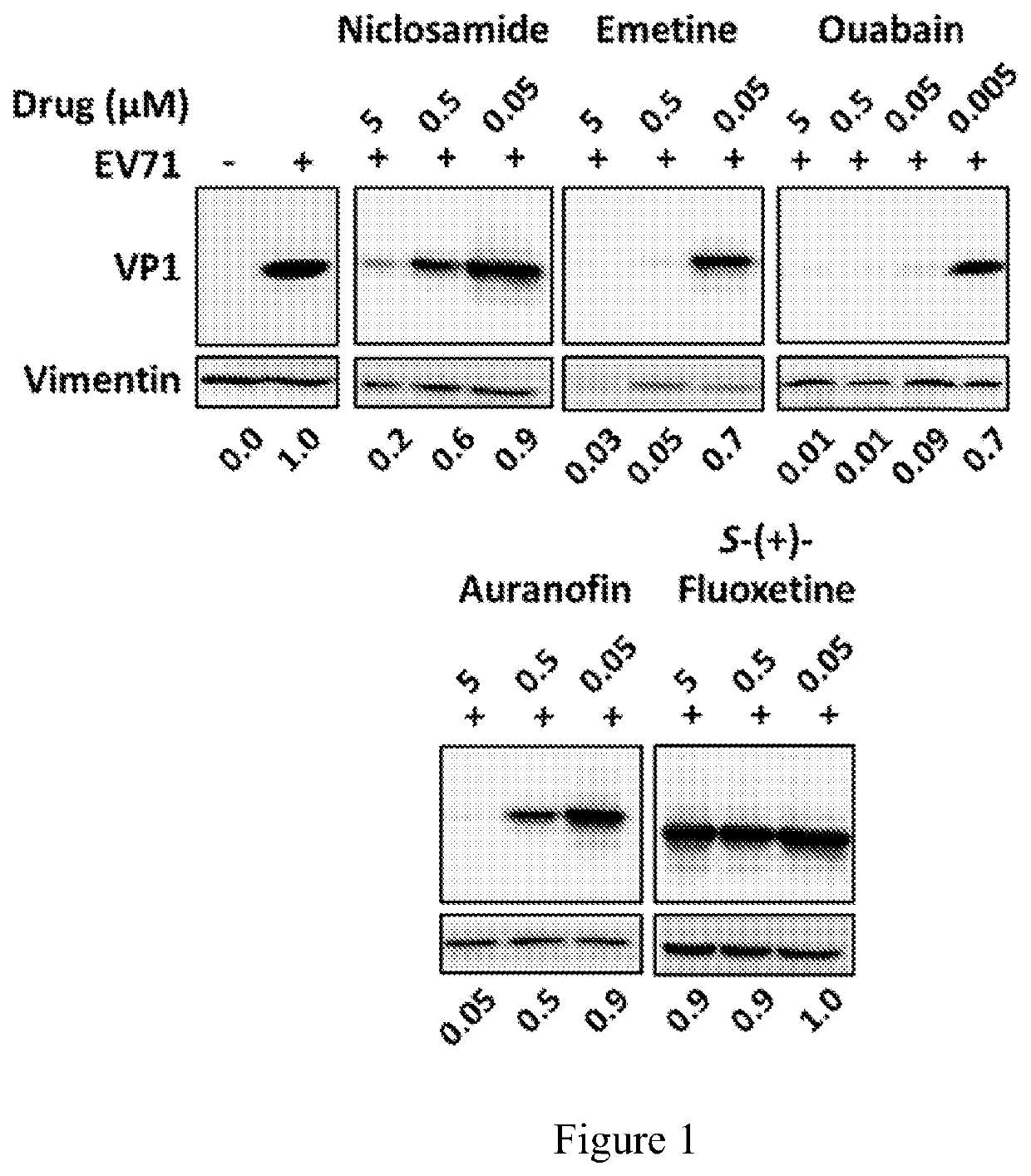 Combination therapy for EV71 infection