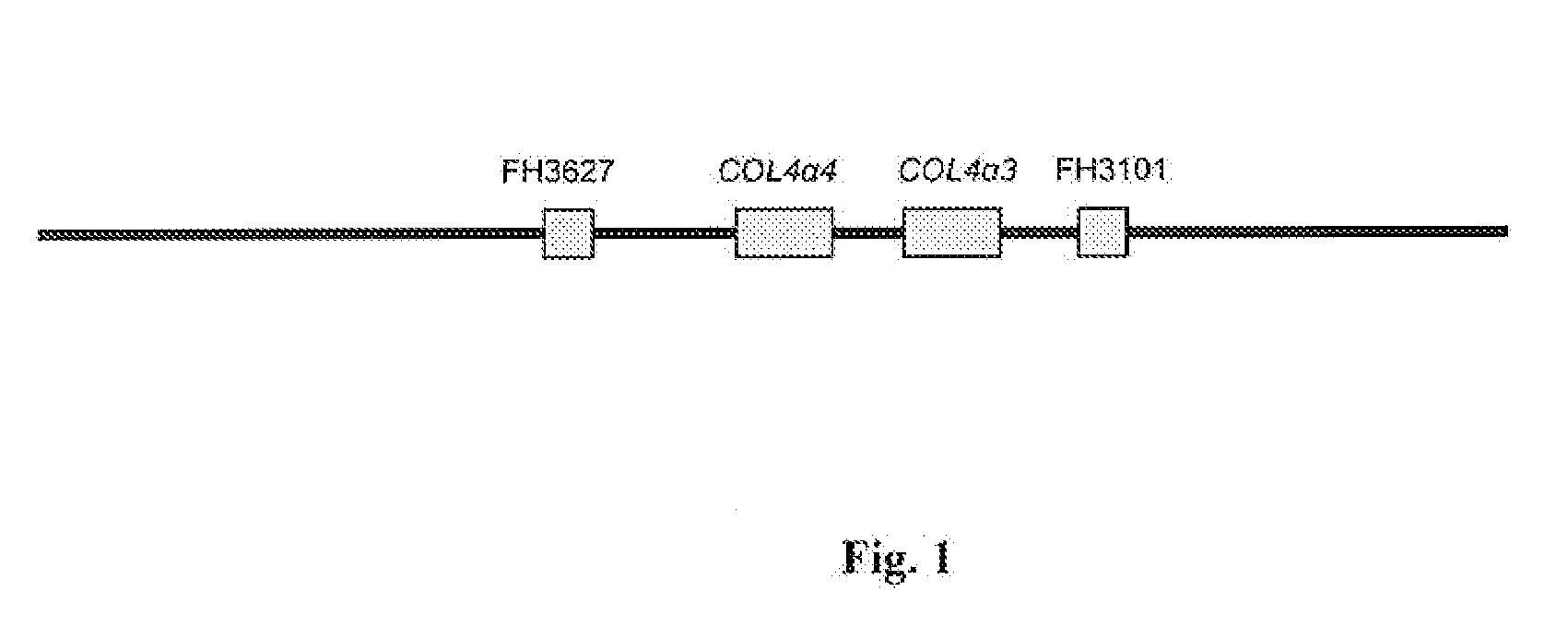 Methods for identification of alport syndrome