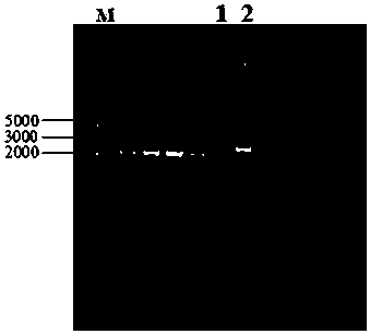 A kind of alginate lyase sha-5 gene and its prokaryotic expression vector