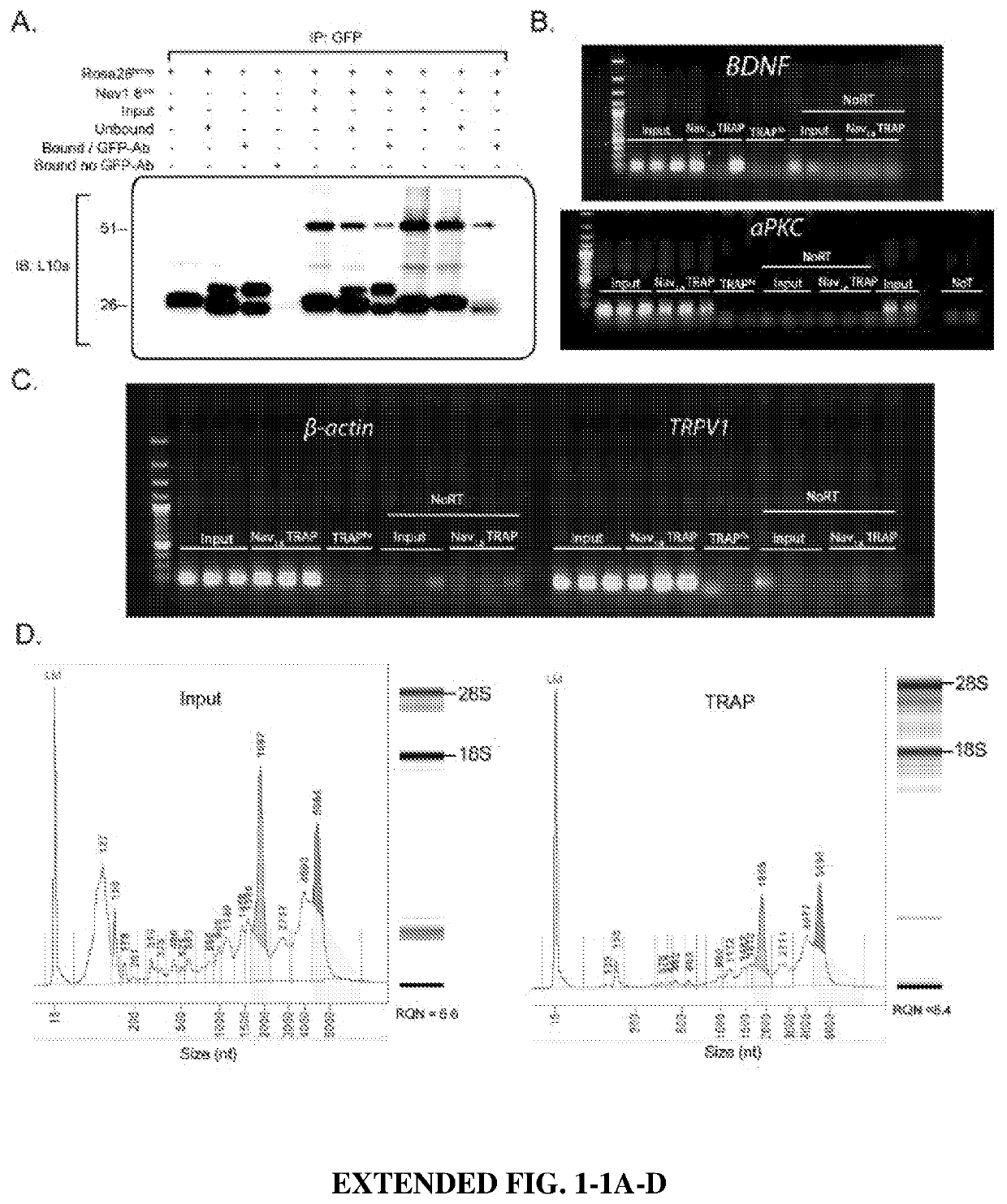 Inhibitor of mnk for the treatment of neuropathic pain