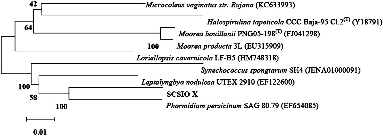 A strain of algae scsio X and its application