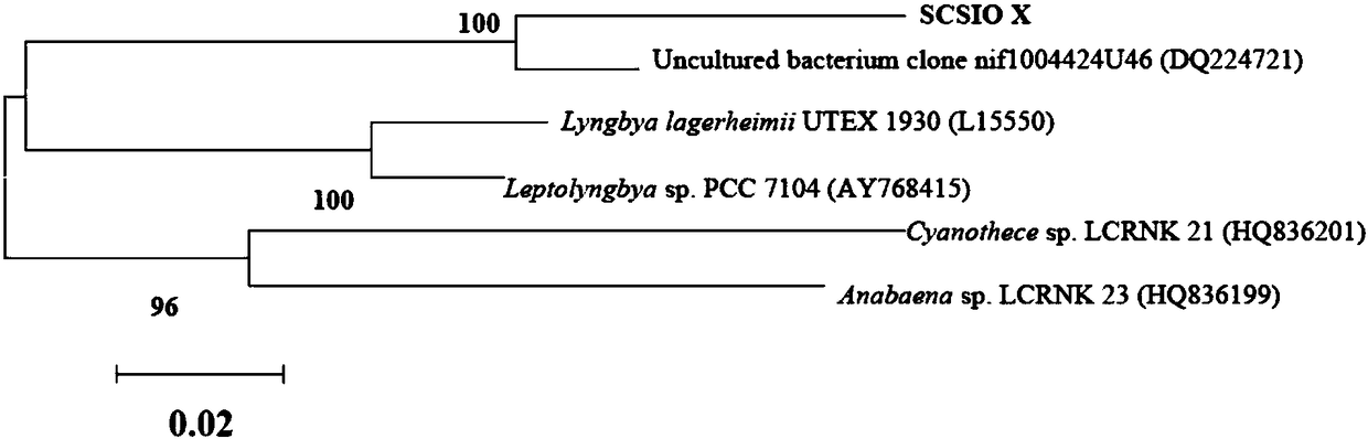 A strain of algae scsio X and its application