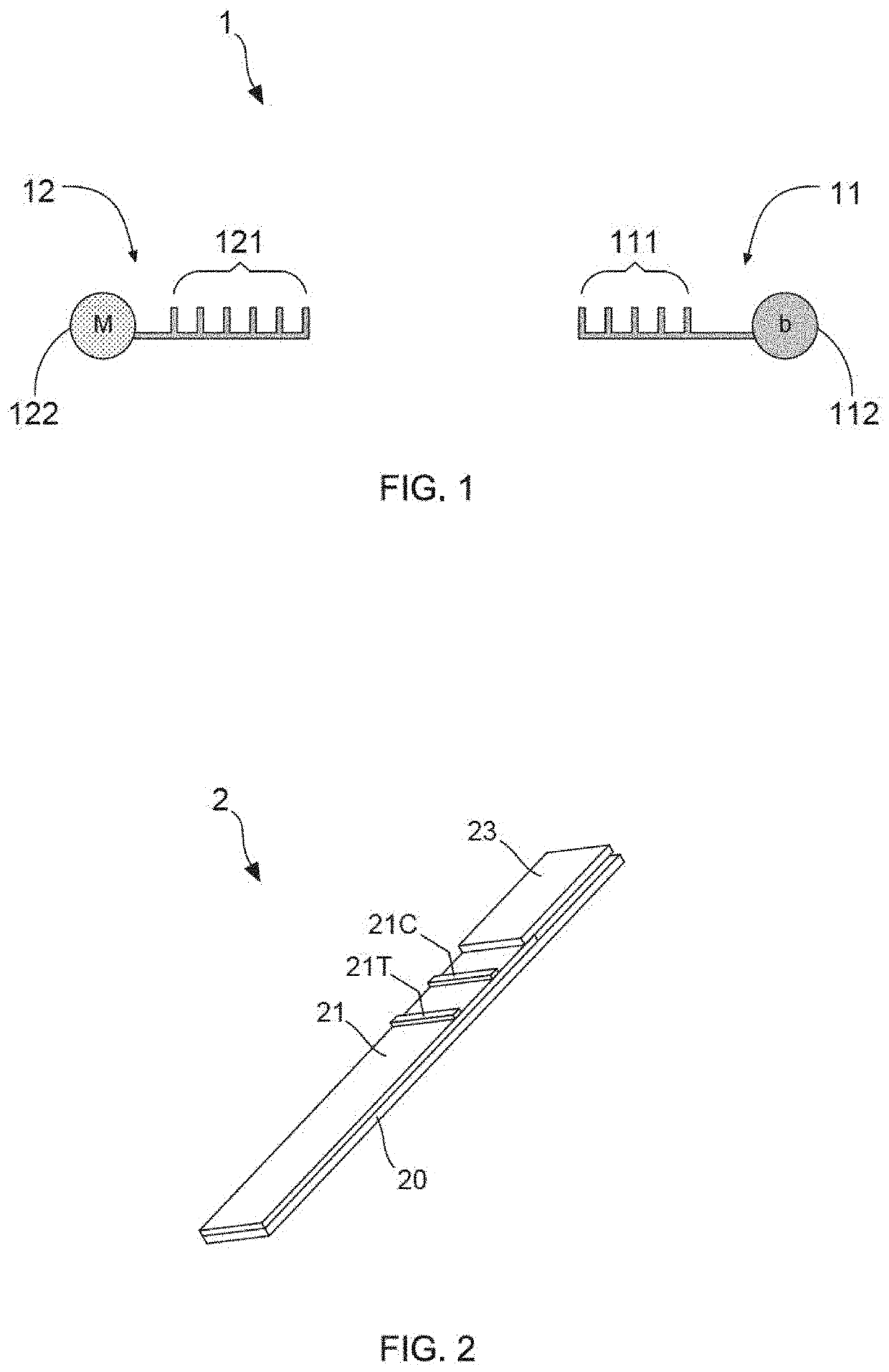 Development of a nucleic acid based lateral flow immunoassay for bk virus detection from esrd urines and contaminated sewage samples