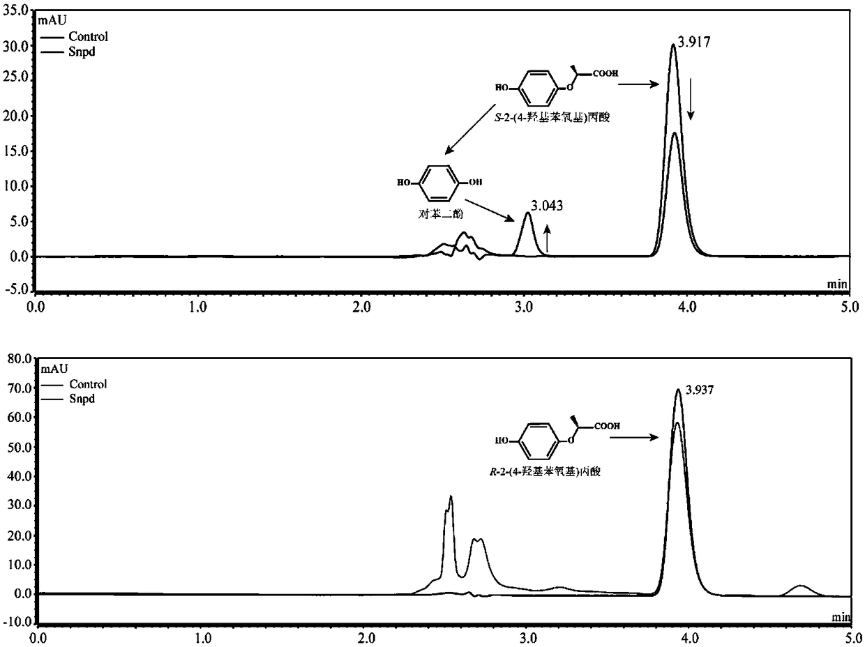 Dioxygenase Snpd with chiral selectivity to intermediate of aromatic oxyphenoxypropionic acid herbicide, and encoding gene and application thereof