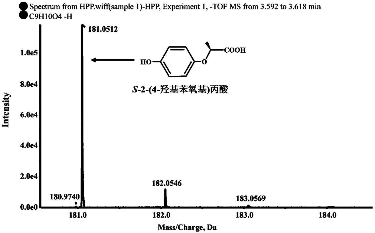 Dioxygenase Snpd with chiral selectivity to intermediate of aromatic oxyphenoxypropionic acid herbicide, and encoding gene and application thereof