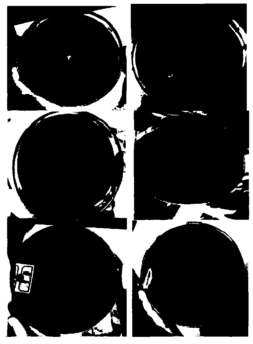 Lignocellulose-degrading composite microbial system and culture method and application thereof