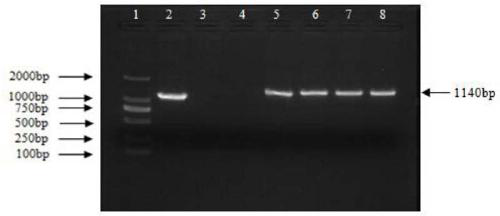 Birch bpspl9 gene and its encoded protein and application