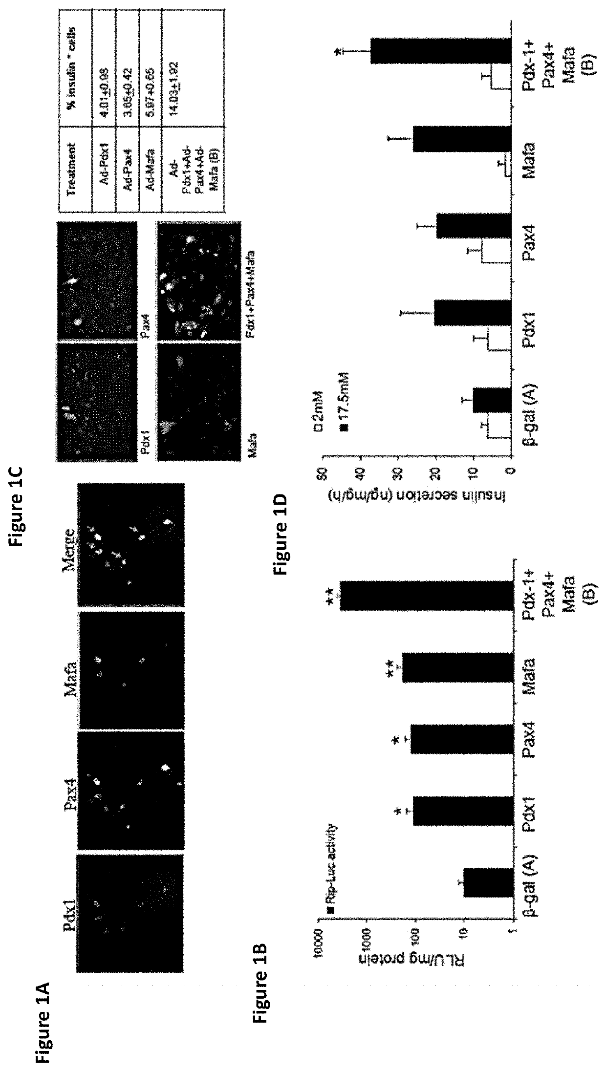 Transdifferentiated cell populations and methods of use thereof