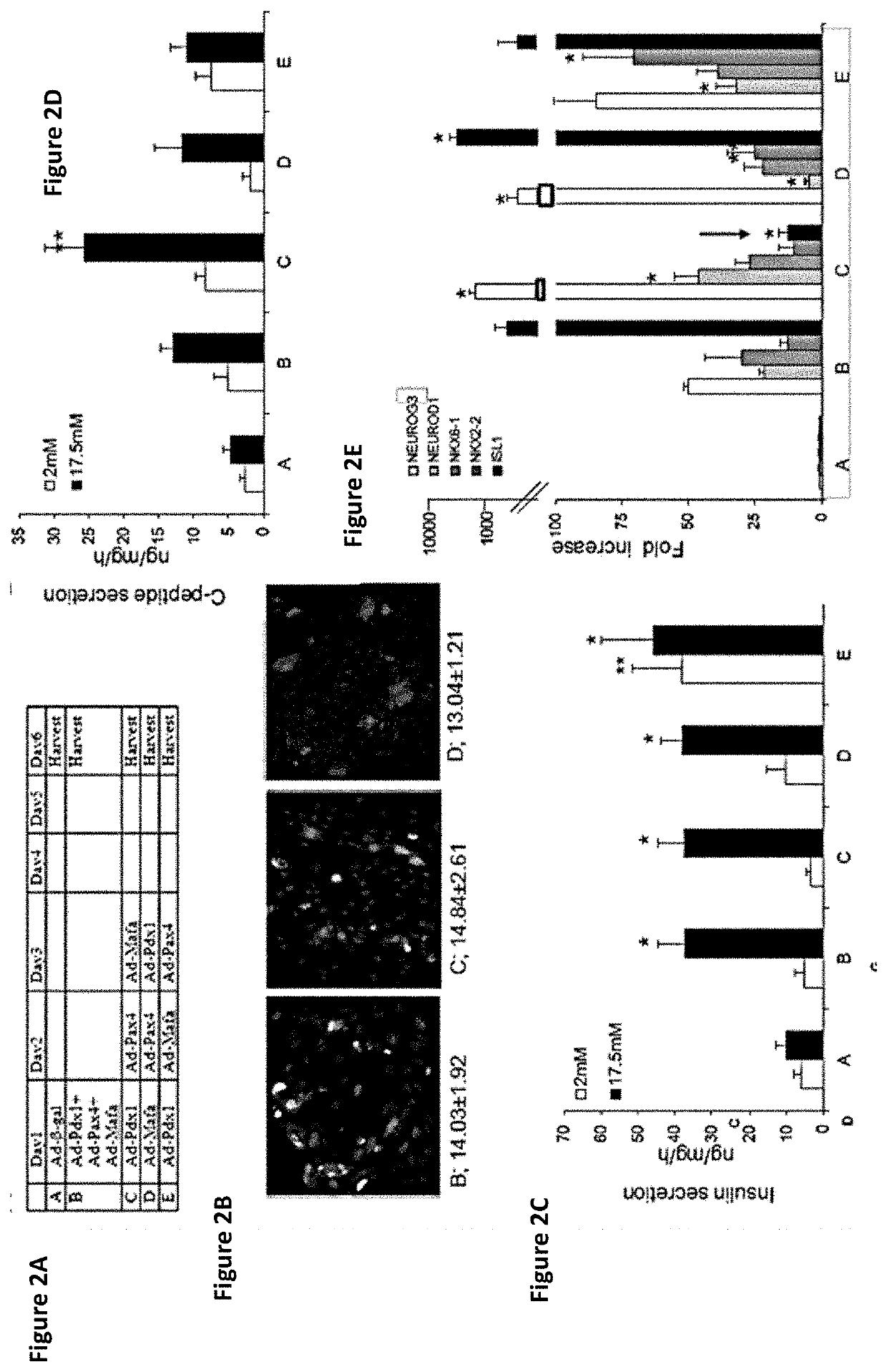 Transdifferentiated cell populations and methods of use thereof