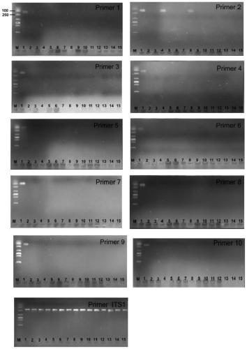 Two step genome comparison method for designing quantitative PCR specific primer of guizhouense NJAU 4742