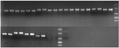 Two step genome comparison method for designing quantitative PCR specific primer of guizhouense NJAU 4742